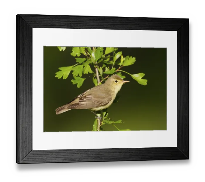 Framed Print : Icterine Warbler (Hippolais icterina)