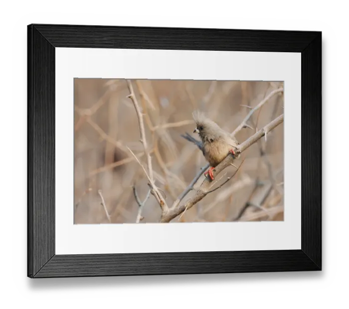 Framed Print : White-backed Mousebird (Colius colius) Framed Print : White-backed Mousebird (Colius colius)