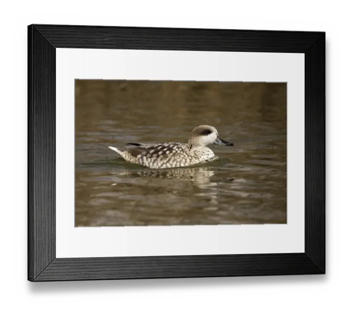 Framed Print : Marbled Duck (Marmaronetta angustirostris)