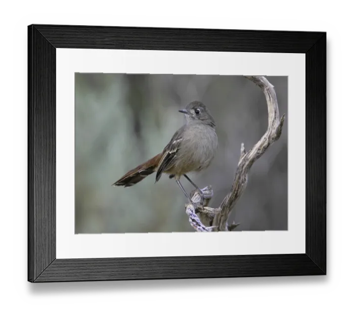 Framed Print : Southern Scrub Robin (Drymodes brunneopygia)