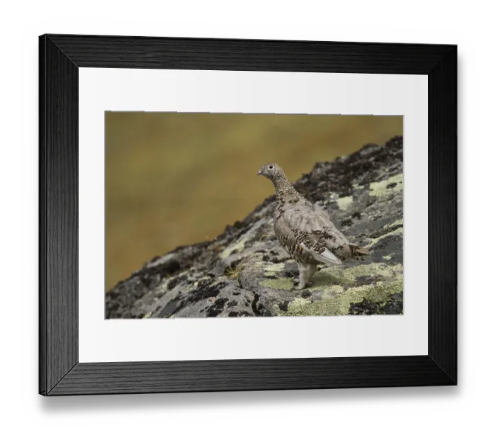 Framed Print : Rock Ptarmigan (Lagopus muta) female
