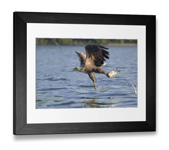 Framed Print : White-tailed Eagle (Haliaeetus albicilla) flying Framed Print : White-tailed Eagle (Haliaeetus albicilla) flying