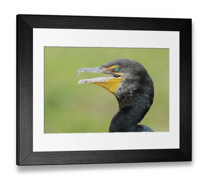 Framed Print : Double-crested Cormorant (Phalacrocorax auritus)