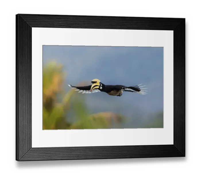 Framed Print : Oriental Pied Hornbill (Anthracoceros albirostris) male flying Framed Print : Oriental Pied Hornbill (Anthracoceros albirostris) male flying