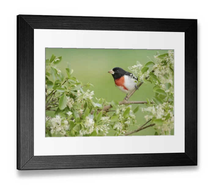 Framed Print : Rose-breasted Grosbeak (Pheucticus ludovicianus) male perched on a branch