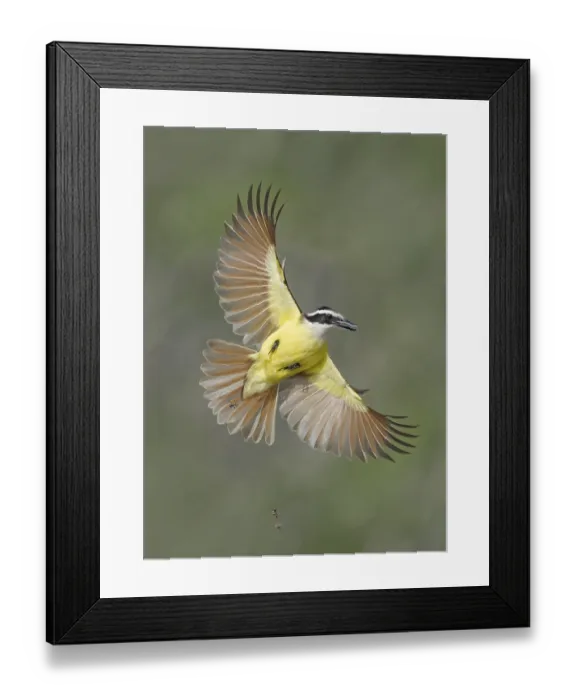 Framed Print : Great Kiskadee (Pitangus sulphuratus) flying