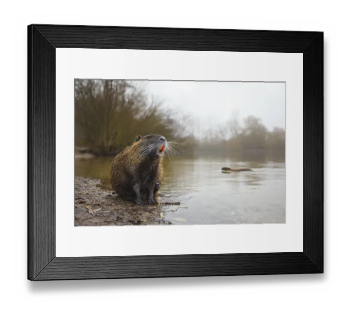 Framed Print : Nutria, Myocastor coypus Coypu, Myocastor coypus Framed Print : Nutria, Myocastor coypus Coypu, Myocastor coypus