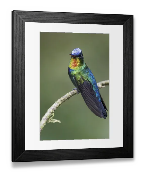 Framed Print : Fiery-throated Hummingbird (Panterpe insignis) perched on a branch in Panama