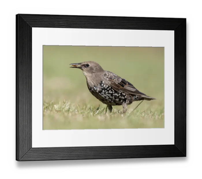 Framed Print : Markus Johannsen