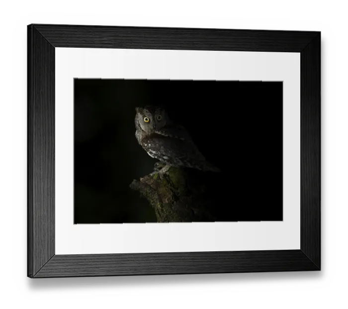 Framed Print : Eurasian Scops Owl (Otus scops)