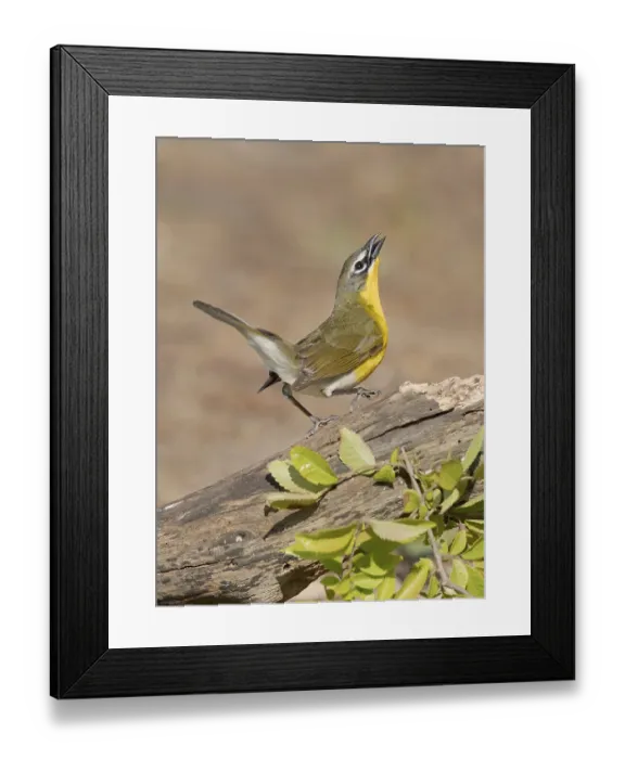 Framed Print : Yellow-breasted Chat (Icteria virens) singing Framed Print : Yellow-breasted Chat (Icteria virens) singing