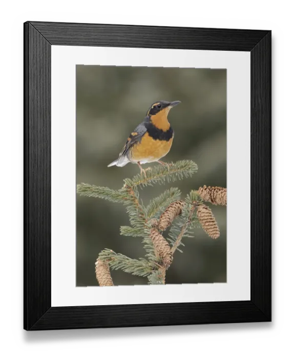 Framed Print : Varied Thrush (Ixoreus naevius) perched on a branch