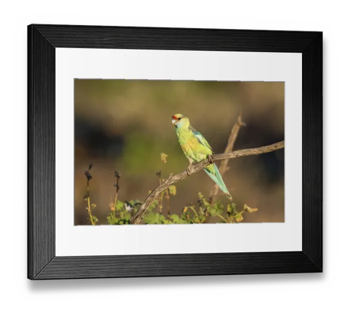 Framed Print : Mallee Ringneck (Barnardius zonarius barnardi)