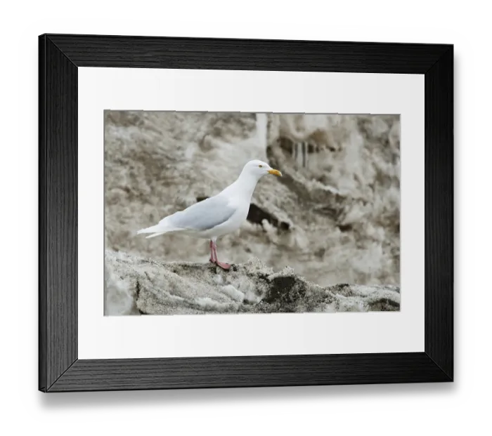 Framed Print : Glaucous Gull (Larus hyperboreus)