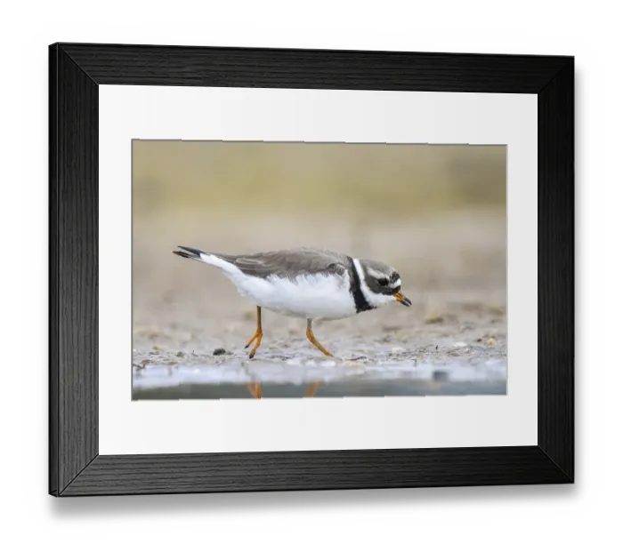 Framed Print : Common Ringed Plover (Charadrius hiaticula) foraging Framed Print : Common Ringed Plover (Charadrius hiaticula) foraging