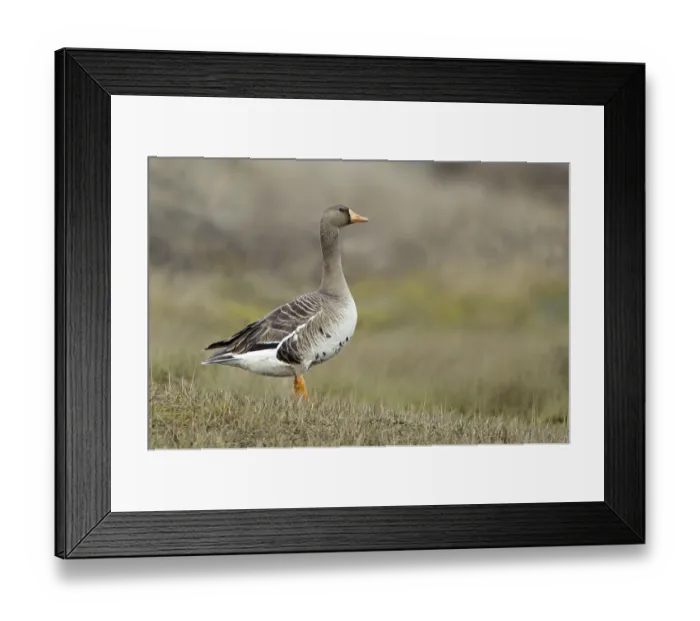 Framed Print : Greater White-fronted Goose (Anser albifrons)