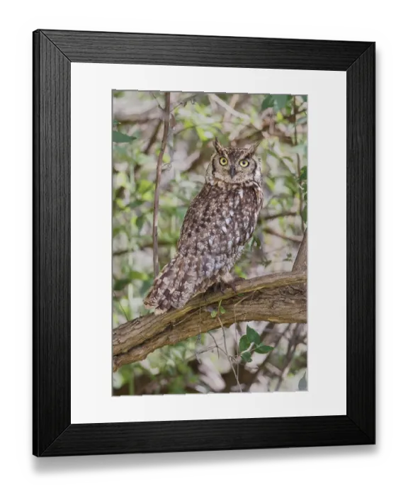 Framed Print : Spotted Eagle-owl (Bubo africanus) Framed Print : Spotted Eagle-owl (Bubo africanus)