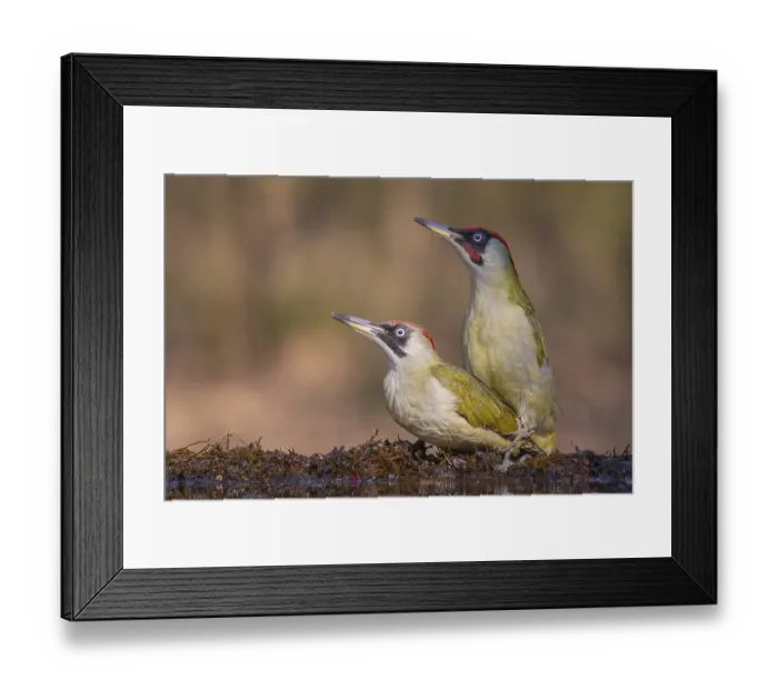 Framed Print : European Green Woodpecker (Picus viridis) pair mating