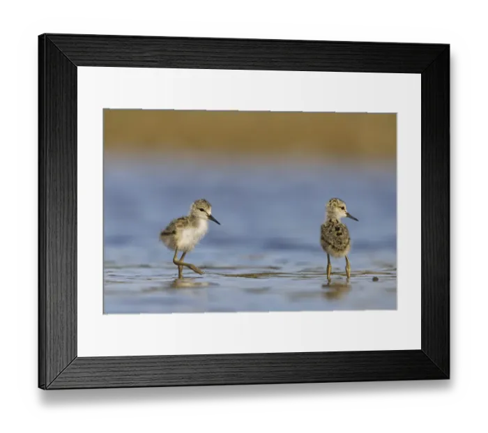 Framed Print : Black-winged Stilt (Himantopus himantopus) chicks foraging