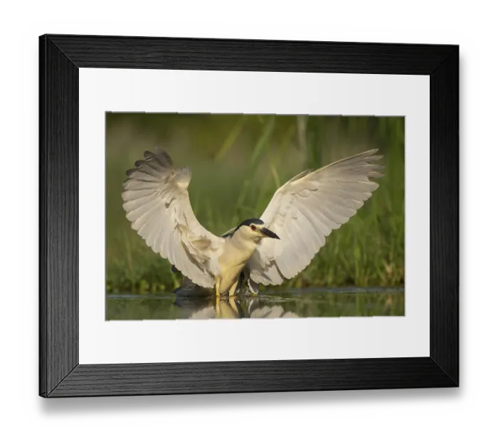 Framed Print : Black-crowned Night Heron (Nycticorax nycticorax)