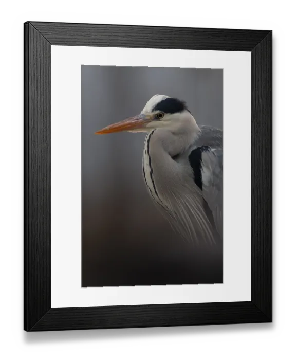Framed Print : Grey Heron (Ardea cinerea), Pusztaszer