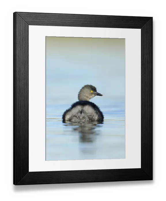 Framed Print : Least Grebe (Tachybaptus dominicus) Framed Print : Least Grebe (Tachybaptus dominicus)