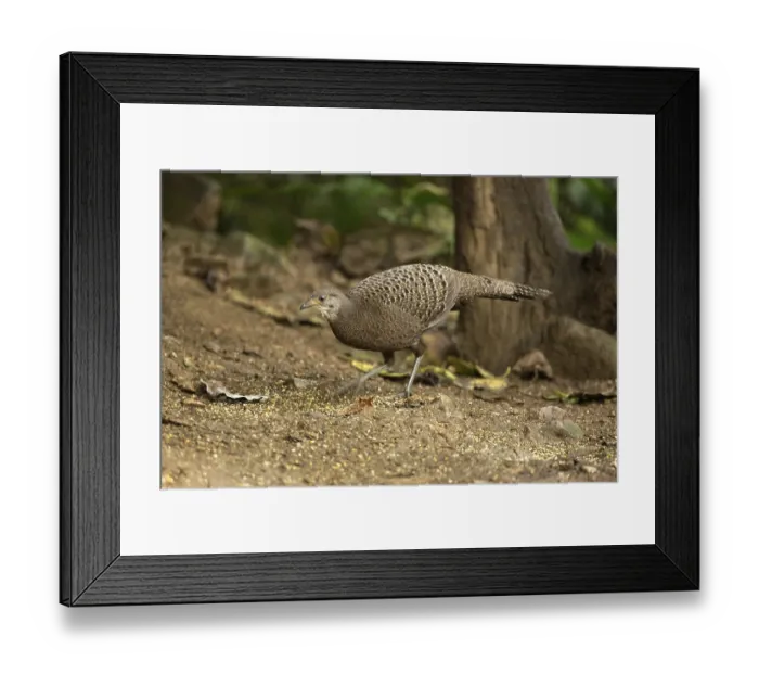 Framed Print : Grey Peacock-Pheasant (Polyplectron bicalcaratum) female