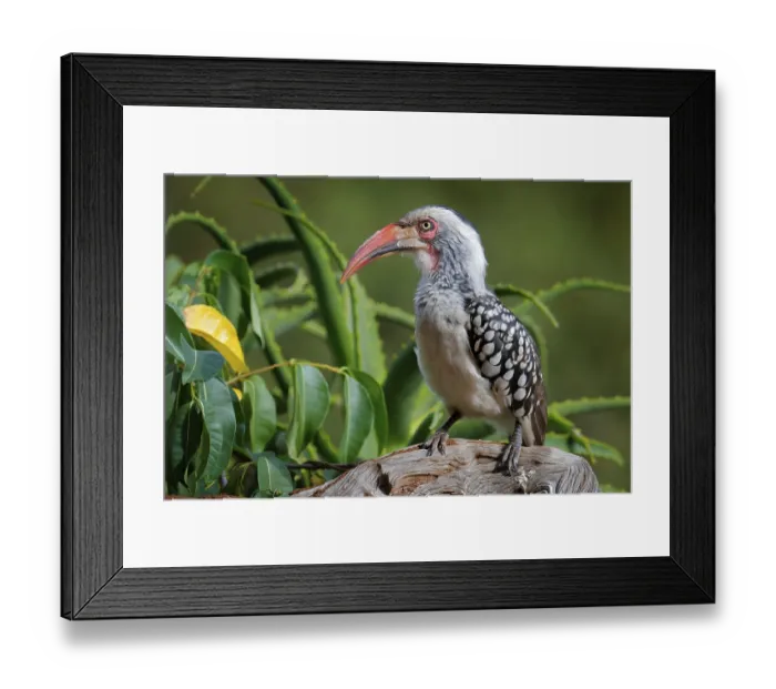 Framed Print : Southern Red-billed Hornbill, Tockus leucomelas Framed Print : Southern Red-billed Hornbill, Tockus leucomelas