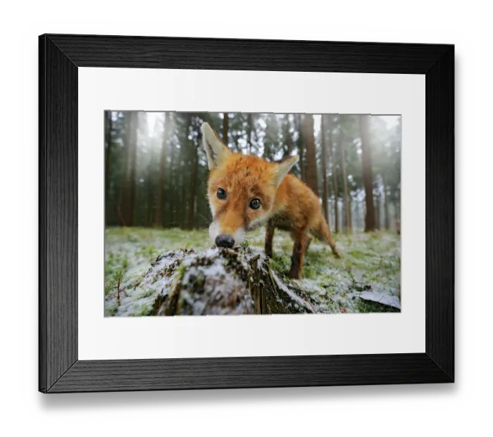 Framed Print : Red fox in the nature forest habitat wide angle lens picture