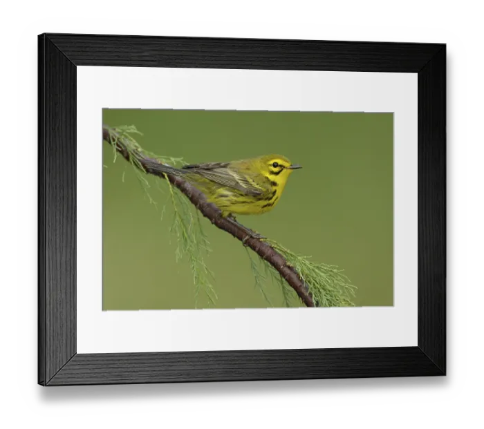 Framed Print : Prairie Warbler (Setophaga discolor)