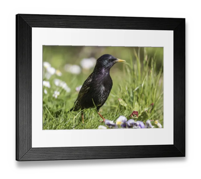 Framed Print : Common Starling (Sturnus vulgaris) Framed Print : Common Starling (Sturnus vulgaris)