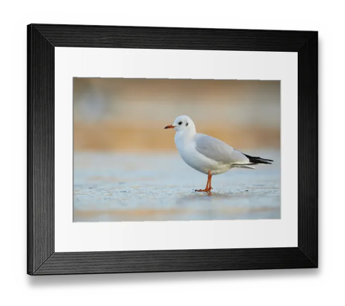 Framed Print : Black-headed Gull (Chroicocephalus ridibundus)