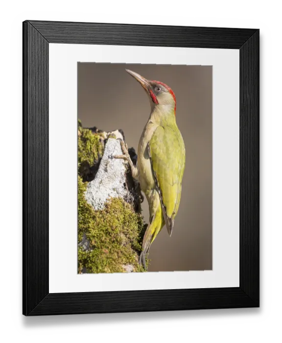 Framed Print : European Green Woodpecker (Picus viridis) male