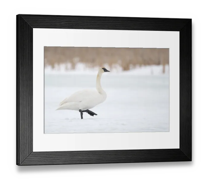 Framed Print : Trumpeter Swan (Cygnus buccinator) calling in snow