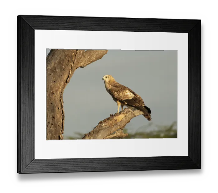 Framed Print : African Harrier-Hawk (Polyboroides typus) juvenile