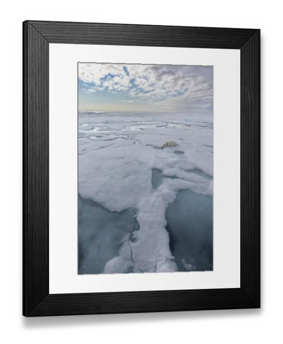 Framed Print : Polar Bear (Ursus maritimus) adult lying on pack ice Framed Print : Polar Bear (Ursus maritimus) adult lying on pack ice