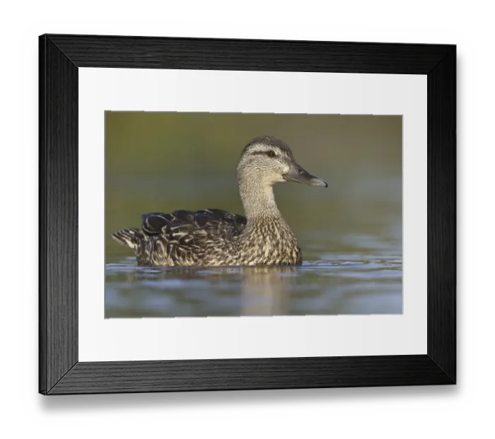 Framed Print : American Black Duck (Anas rubripes)