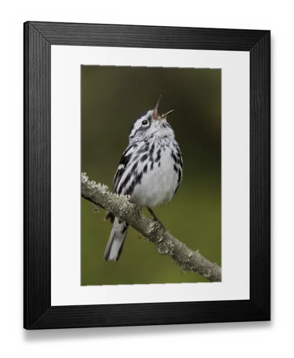 Framed Print : Black-and-white Warbler (Mniotilta varia) singing