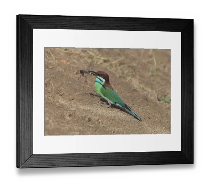 Framed Print : Blue-throated Bee-eater (Merops viridis) with dragonfly in beak