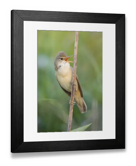 Framed Print : Marsh Warbler (Acrocephalus palustris) singing from a reed stem