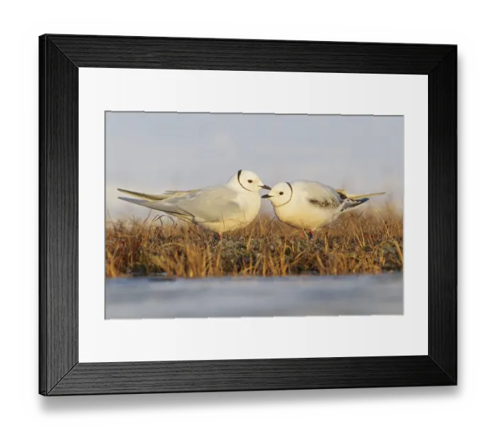 Framed Print : Ross's Gull (Rhodostethia rosea) on the tundra in Northern Alaska Ross's Gull (Rhodostethia rosea) Framed Print : Ross's Gull (Rhodostethia rosea) on the tundra in Northern Alaska Ross's Gull (Rhodostethia rosea)