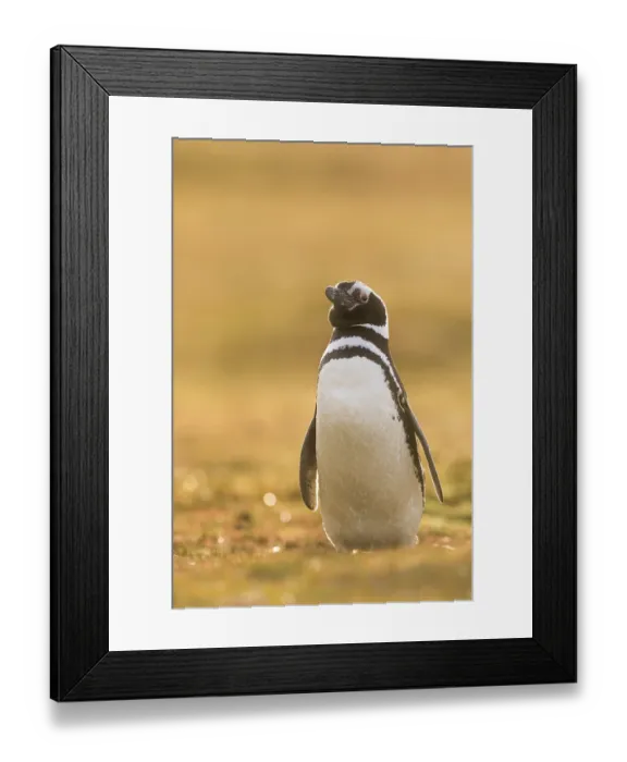 Framed Print : Magellanic Penguin (Spheniscus magellanicus)