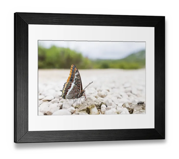 Framed Print : Charaxes jasius - Two-tailed Pasha - Erdbeerbaumfalter Framed Print : Charaxes jasius - Two-tailed Pasha - Erdbeerbaumfalter