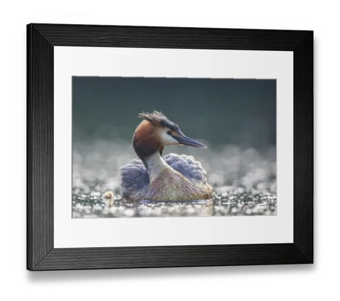Framed Print : Great Crested Grebe (Podiceps cristatus)