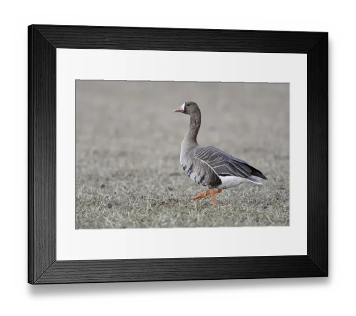 Framed Print : Greater White-fronted Goose (Anser albifrons) on field
