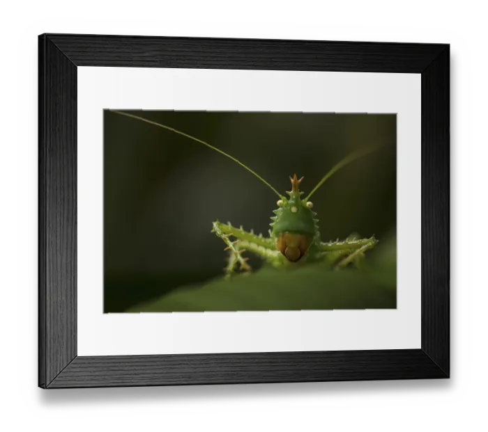 Framed Print : Spiny Devil Katydid in a rainforest in the Amazon foothills of Ecuador Framed Print : Spiny Devil Katydid in a rainforest in the Amazon foothills of Ecuador