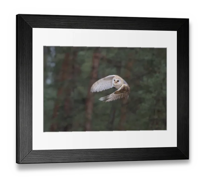 Framed Print : Western Barn Owl (Tyto alba) taking flight Framed Print : Western Barn Owl (Tyto alba) taking flight
