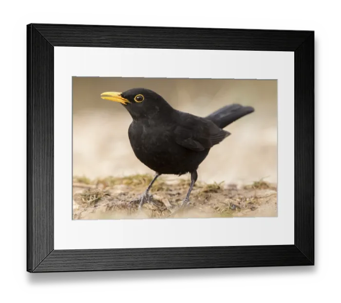 Framed Print : Common Blackbird (Turdus merula) male