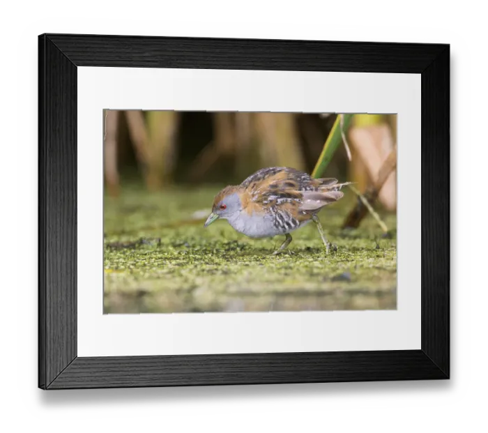 Framed Print : Baillon's Crake (Porzana pusilla palustris) foraging
