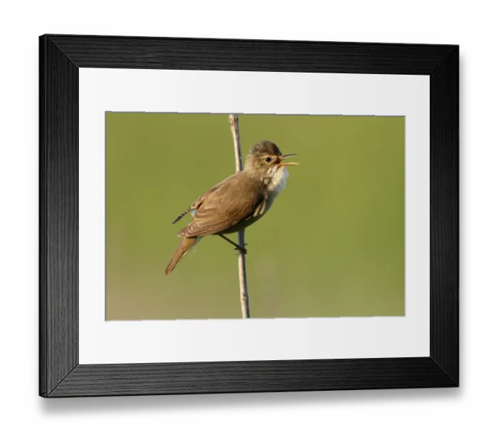 Framed Print : Marsh Warbler (Acrocephalus palustris) singing Framed Print : Marsh Warbler (Acrocephalus palustris) singing